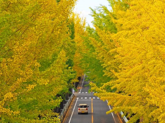 記事内画像
